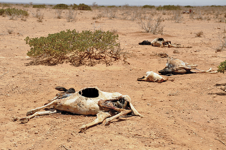 animals died during drought